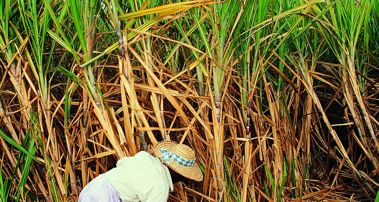 Plantação de cana de açúcar