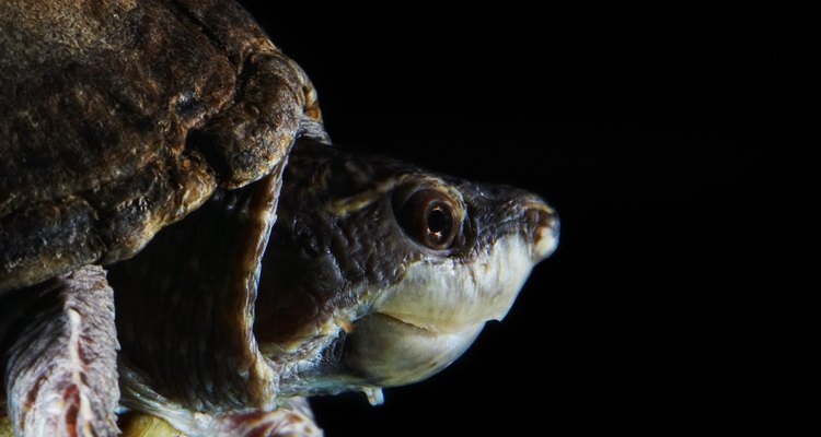 Las tortugas son un tipo de reptil.