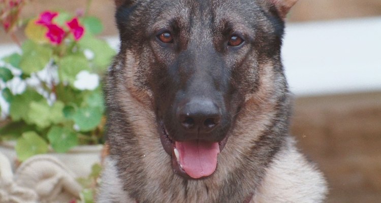 El Pastor Alemán es una de las razas de perros más inteligentes.