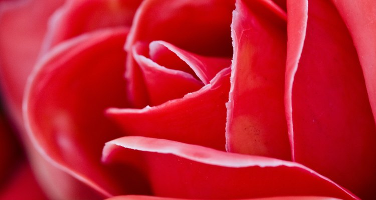 Las rosas son flores perfectas, en términos botánicos.