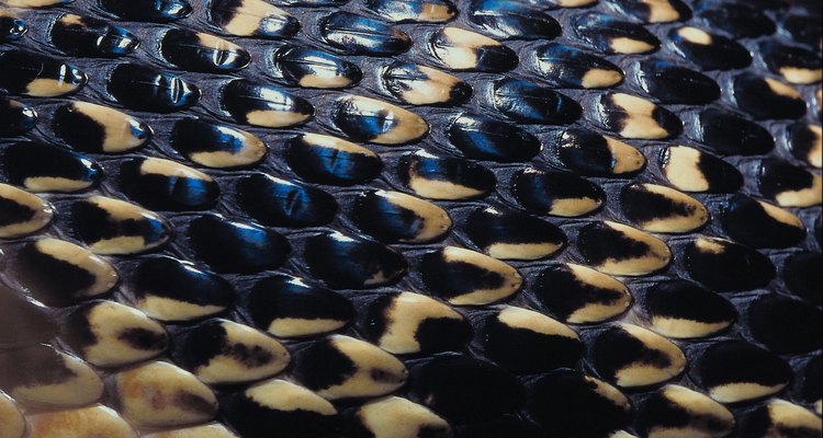 Siete especies de serpientes negras viven en Florida y el sudeste adyacente de los Estados Unidos.