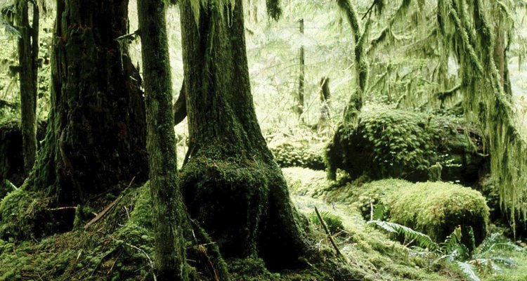 Crie uma floresta tropical com itens feitos em casa