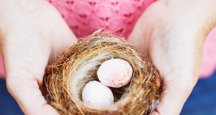 Es ilegal quitar un nido que contenga huevos o polluelos.