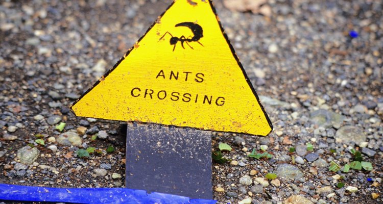 To locate ant nests, you can follow ant trails that cross driveways and walkways.