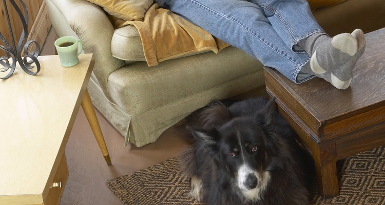 Cómo eliminar el olor a orín de perro de un sofá hecho de microfibra  imitación ante sintético |