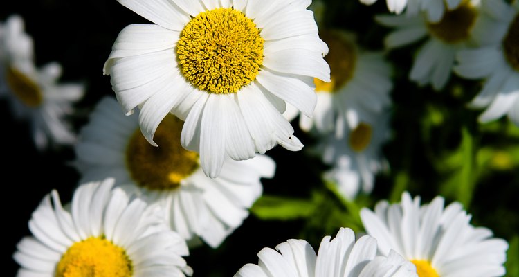 A flor verdadeira da margarida está no centro amarelo