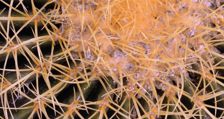El enraizamiento es una forma ideal para propagar cactus.
