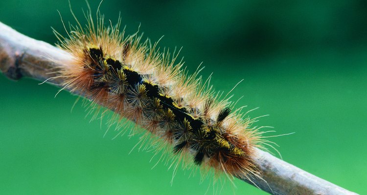 Provide your caterpillar with plenty of greenery to feed on.