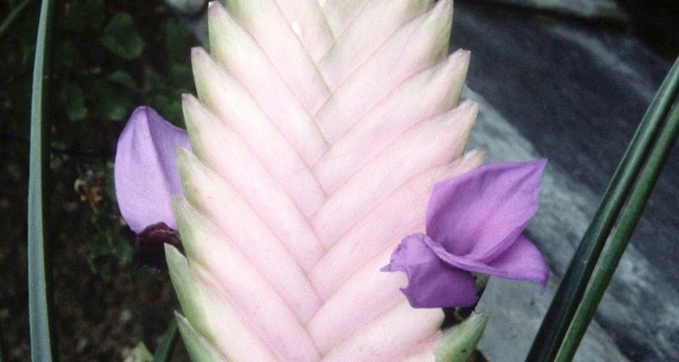 Tillandsia arhiza o T. arhiza, es una planta aérea floreciente que produce flores rosadas o moradas en los extremos de los tallos delgados.