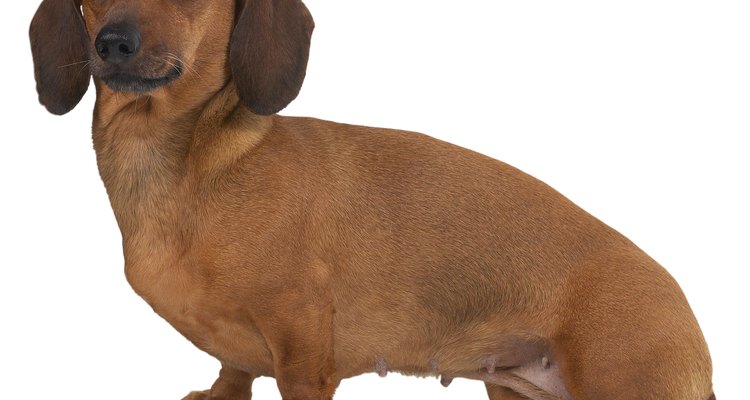 Os criadores devem estar atentos a tudo que ocorre durante o ciclo reprodutivo do dachshund miniatura