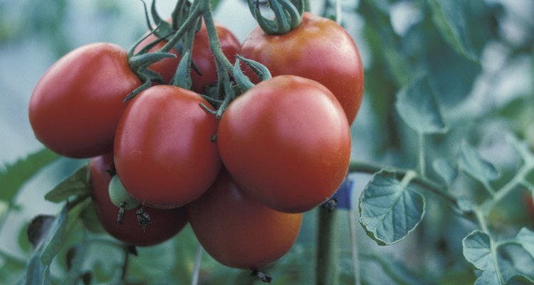 Cultiva tus propios tomates en el balcón.