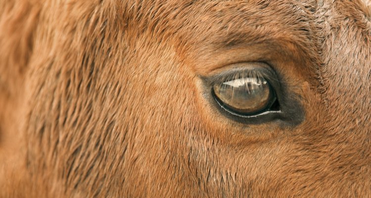 Cavalos mais velhos podem sofrer da doença de Cushing