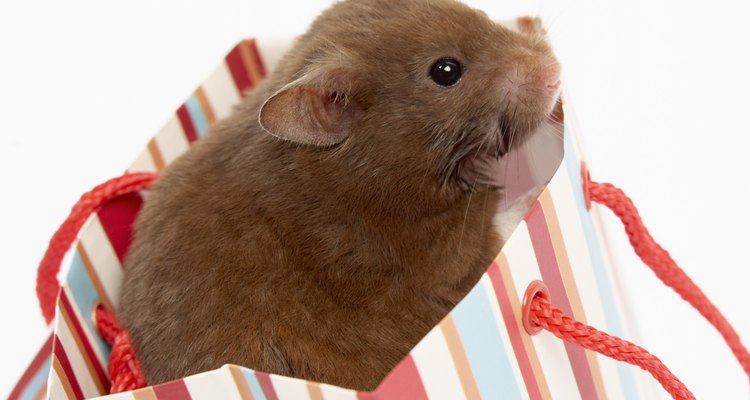 Madeiras balsa e de árvores frutíferas são boas para hamsters