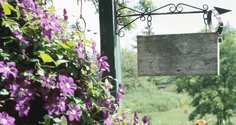 Clematis jackmanii produces purple blooms.