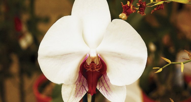 As orquídeas brancas não são consideradas tóxicas a animais