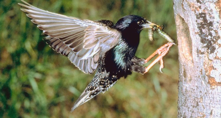 Nesting starlings are attentive to their babies. Both parents care for their young.