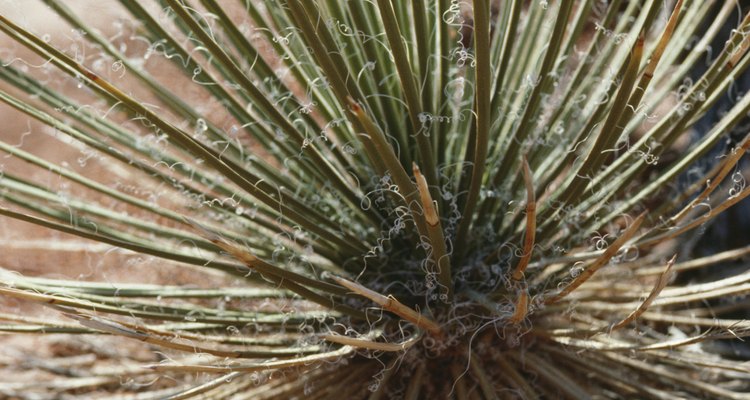 Yucca plants thrive under harsh conditions, including poor soil and full shade.