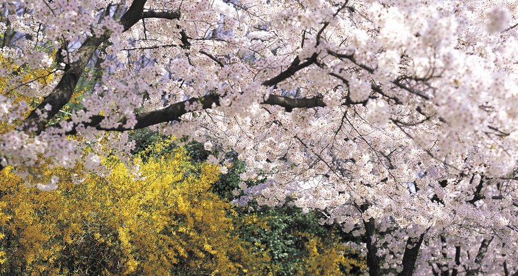 Companion planting can make your cherry tree flowers appear more dramatic.