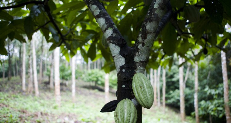 A chocolate tree with ripening pods on the trunk.