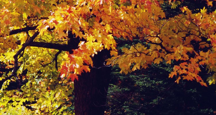 El resplandor de otoño es una especie que combina las mejores características del arce rojo y el arce de plata.