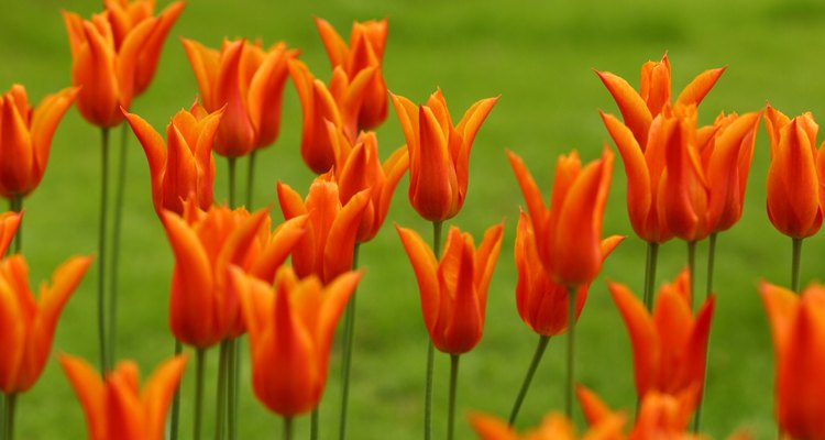 Tulipanes "Flor de lirio" bicolores en plantación masiva.