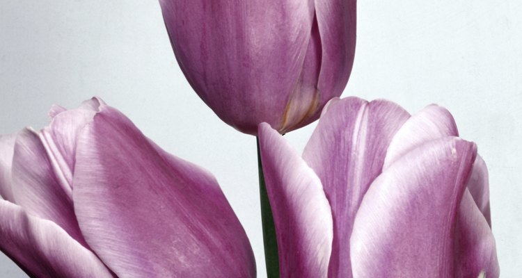 En un momento durante el siglo XVII, los tulipanes se convirtieron en tremendamente populares en Europa.