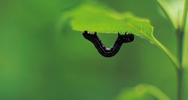 Black worms can be found in many gardens, but they are often actually caterpillars.
