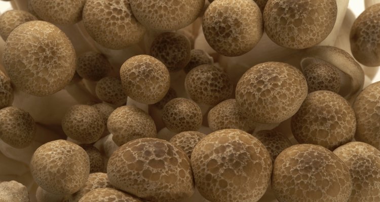 Cogumelos crescem a partir de minúsculos esporos produzidos em corpos de frutificação