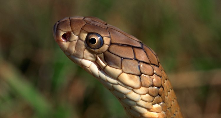 Hay varios métodos para alejar a las serpientes de tu casa.