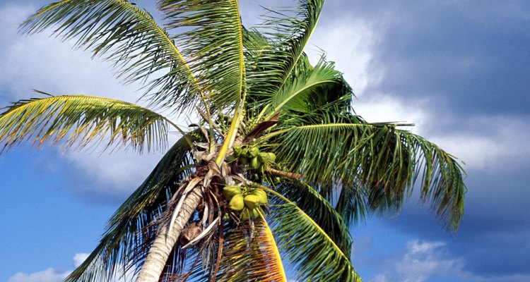 La palmera tropical.