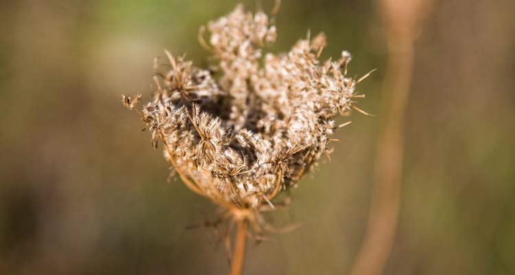 Gardeners often apply chemical-based herbicides to kill weeds.