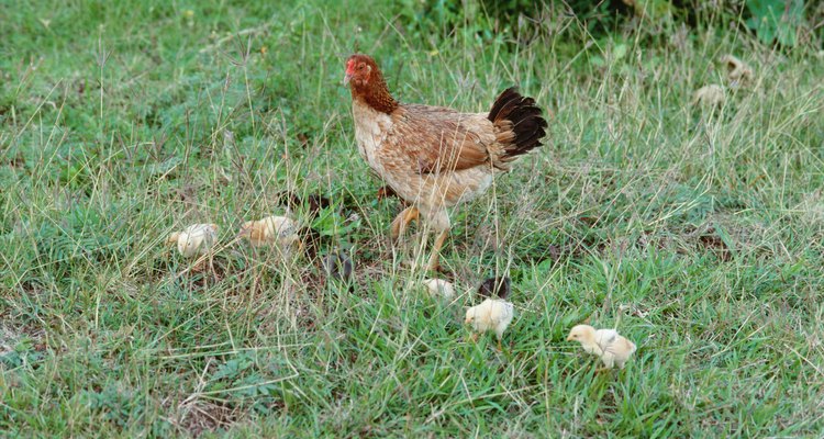 Todos los animales tienen el instinto de criar a sus pequeños. Los pollos no son una excepción.