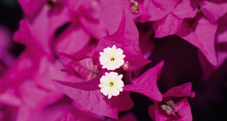 Las pequeñas flores de la buganvilla están rodeadas de bractas coloridas.