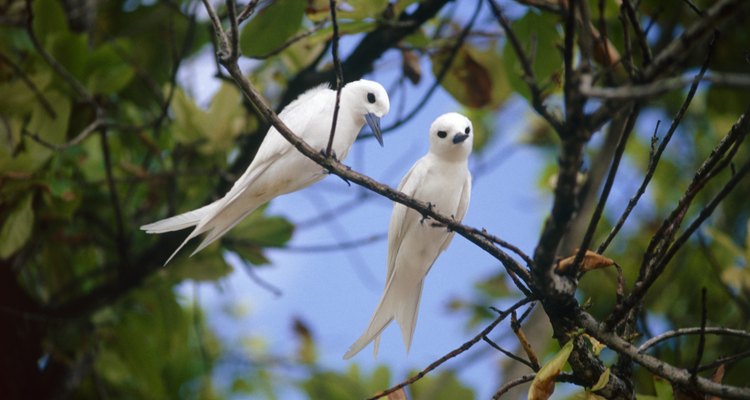 Simples métodos caseiros podem acabar com o seu problema com aves