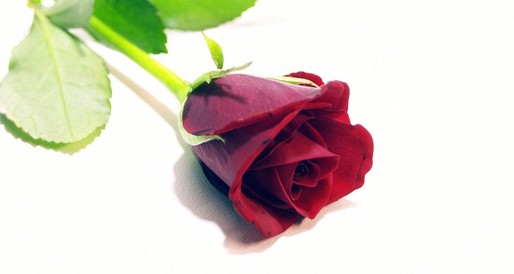 El aroma a rosas es uno de los muchos olores percibidos durante apariciones paranormales.