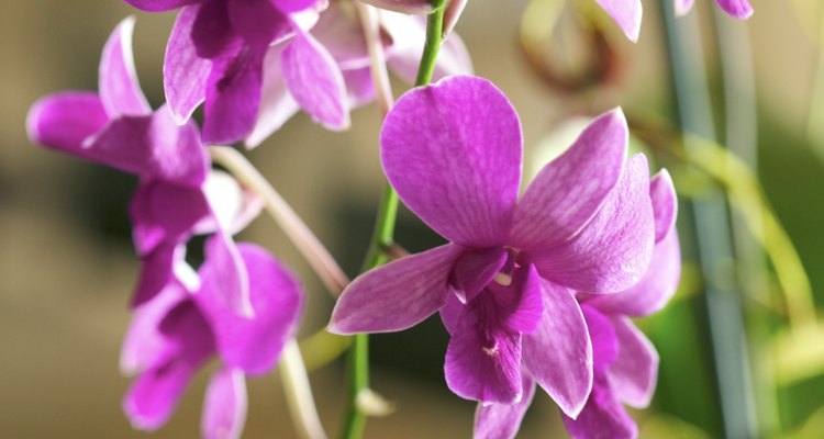 Coloca unas pocas flores de las orquídeas hacia abajo en el plato.