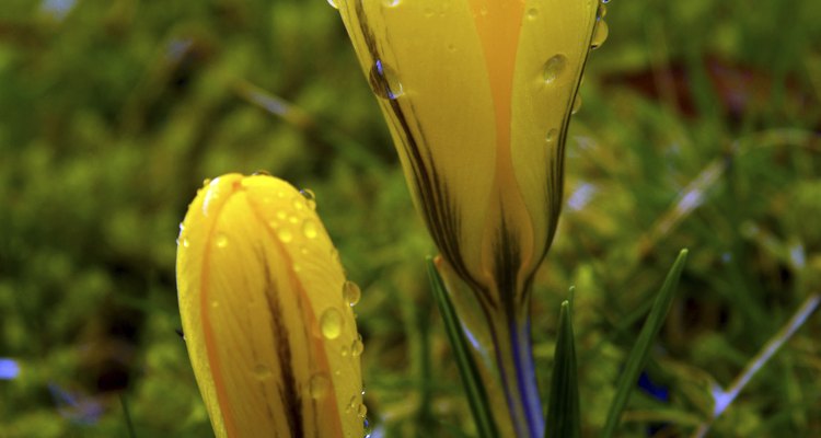 Las plantas con bulbos, como los crocus, sobreviven bien el invierno.