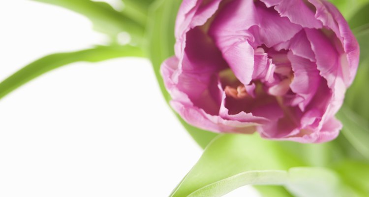 Los tulipanes dobles a menudo no revelan el núcleo central de la flor.