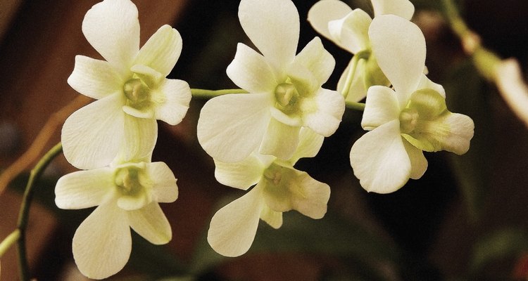 Orchid flowers on spike