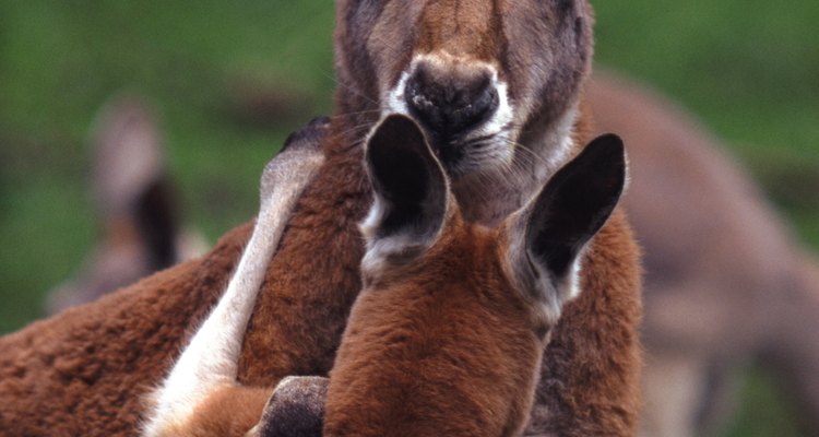 Os cangurus possuem um marsupium ou bolsa, que faz parte do sistema reprodutivo