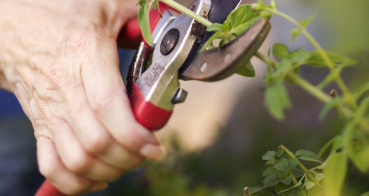 La mayoría de las tijeras de podar son suficientes para recortar las gardenias.