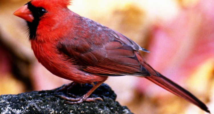 Los niños pueden disfrutar observando cardenales salvajes.