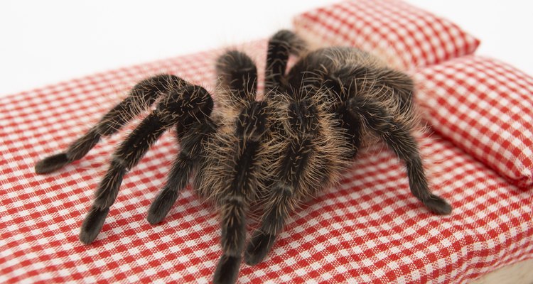 Repel spiders naturally with citronella oil, water and soap.