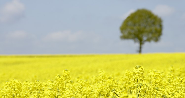 Rapeseed beautifies the countryside when the saffron-coloured flowers are in bloom.