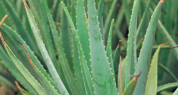 A seiva da planta agave é venenosa e também pode causar irritação severa