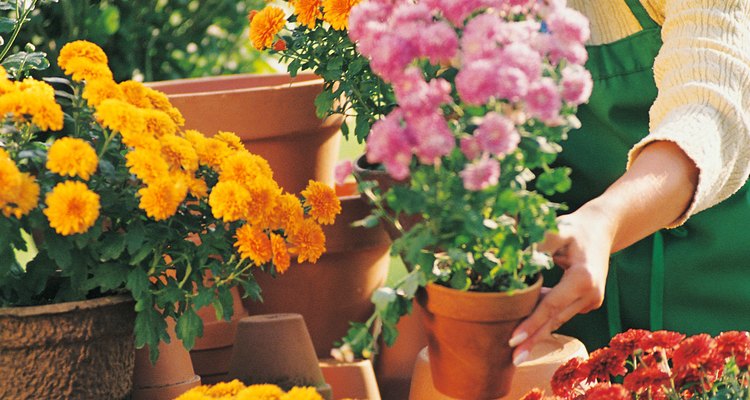 Chrysanthemums come in a variety of colours and flower types.