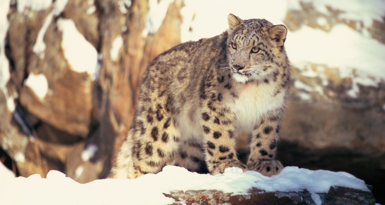 El leopardo de nieve es una de las raras especies encontradas en el desierto de Gobi.