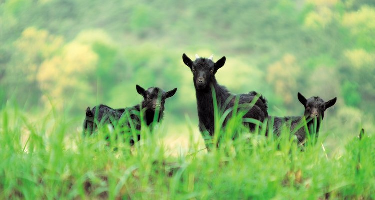 Animais que pastam, como as cabras, são suscetíveis aos vermes e precisam receber doses de vermífugos regularmente