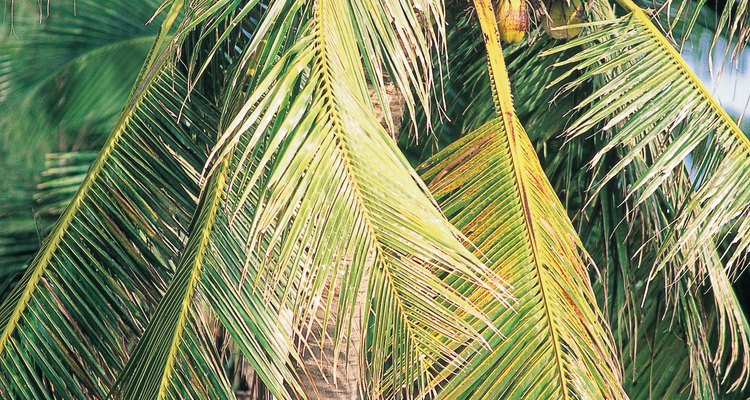 Las palmeras de coco pueden crecer hasta 100 pies (30 m) de altura.