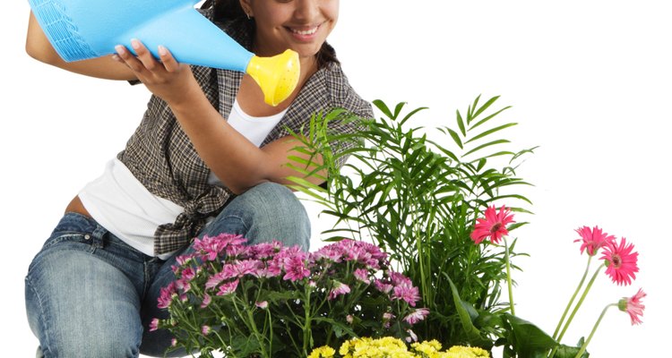 Riega tus plantas según sus necesidades específicas.